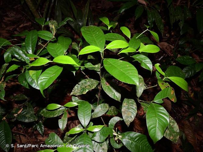 <i>Tovomita schomburgkii</i> Planch. & Triana, 1860 © S. Sant/Parc Amazonien de Guyane