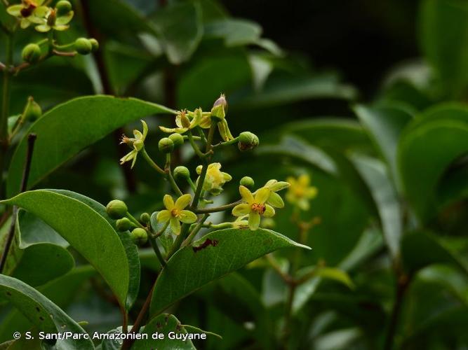 <i>Vismia cayennensis</i> (Jacq.) Pers., 1806 © S. Sant/Parc Amazonien de Guyane