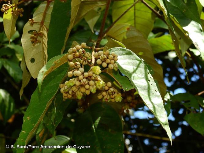 <i>Vismia guianensis</i> (Aubl.) Choisy, 1821 © S. Sant/Parc Amazonien de Guyane