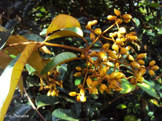 <i>Vismia latifolia</i> (Aubl.) Choisy, 1821 © C. Delnatte