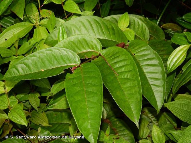 <i>Vismia sessilifolia</i> (Aubl.) Choisy, 1821 © S. Sant/Parc Amazonien de Guyane