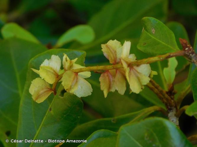 <i>Terminalia amazonia</i> (J.F.Gmel.) Exell, 1935 © César Delnatte - Biotope Amazonie