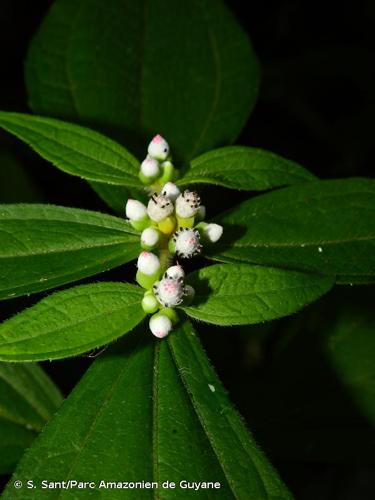 <i>Ichthyothere granvillei</i> H.Rob., 1983 © S. Sant/Parc Amazonien de Guyane