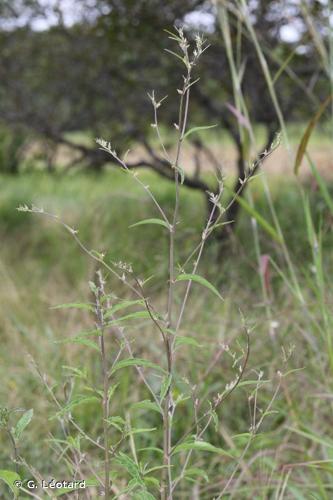 <i>Lepidaploa remotiflora</i> (Rich.) H.Rob., 1990 © G. Léotard