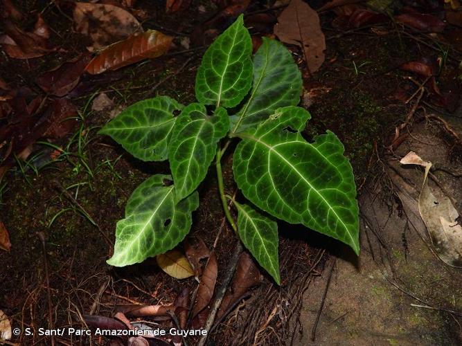 <i>Mikania guaco</i> Bonpl., 1809 © S. Sant/ Parc Amazonien de Guyane