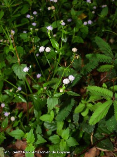 <i>Praxelis diffusa</i> (Rich.) Pruski, 1998 © S. Sant/ Parc Amazonien de Guyane