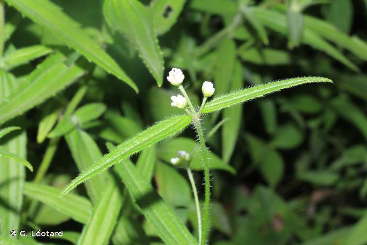 <i>Riencourtia pedunculosa</i> (Rich.) Pruski, 1998 © G. Léotard