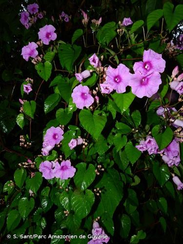 <i>Ipomoea batatoides</i> Choisy, 1838 © S. Sant/Parc Amazonien de Guyane