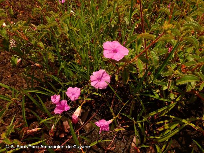 <i>Ipomoea leprieurii</i> D.F.Austin, 1981 © S. Sant/Parc Amazonien de Guyane