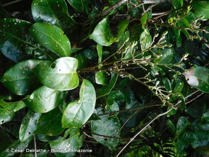 <i>Maripa scandens</i> Aubl., 1775 © César Delnatte - Biotope Amazonie