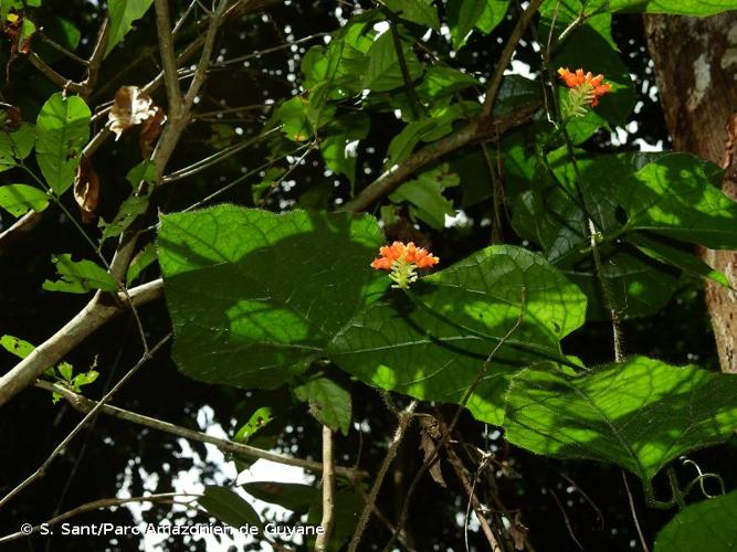 <i>Gurania bignoniacea</i> (Poepp. & Endl.) C.Jeffrey, 1978 © S. Sant/Parc Amazonien de Guyane