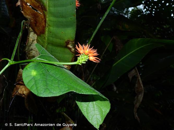 <i>Gurania reticulata</i> Cogn., 1876 © S. Sant/Parc Amazonien de Guyane