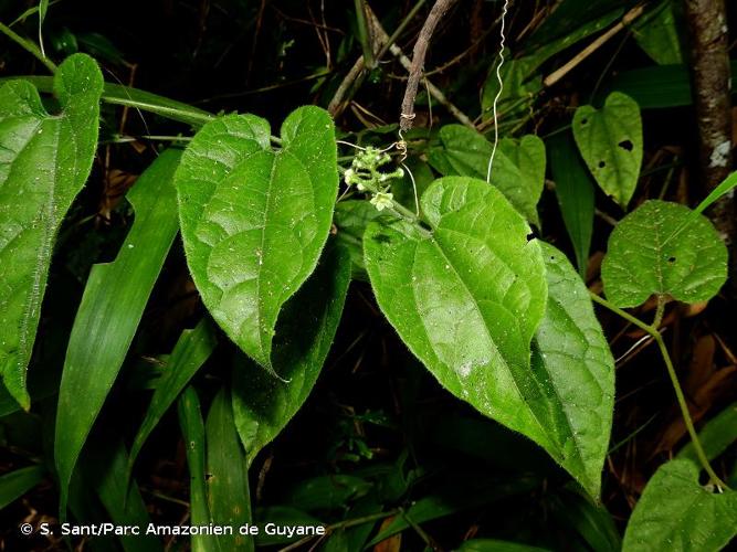 <i>Helmontia cardiophylla</i> Harms, 1933 © S. Sant/Parc Amazonien de Guyane