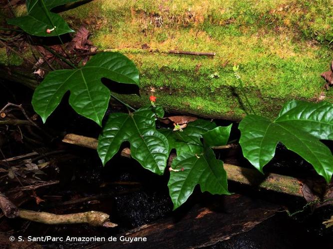 <i>Psiguria triphylla</i> (Miq.) C.Jeffrey, 1978 © S. Sant/Parc Amazonien de Guyane