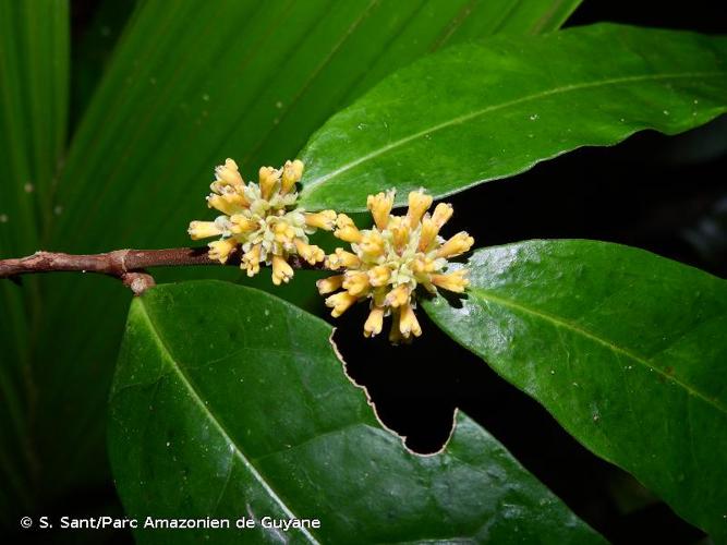 <i>Tapura guianensis</i> Aubl., 1775 © S. Sant/Parc Amazonien de Guyane