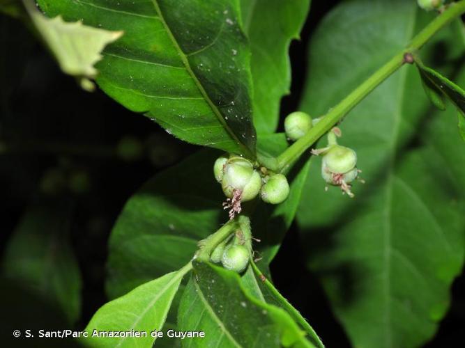 <i>Doliocarpus major</i> J.F.Gmel., 1791 © S. Sant/Parc Amazonien de Guyane