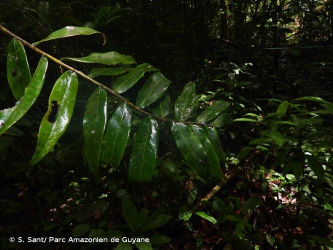 <i>Diospyros dichroa</i> Sandwith, 1931 © S. Sant/ Parc Amazonien de Guyane