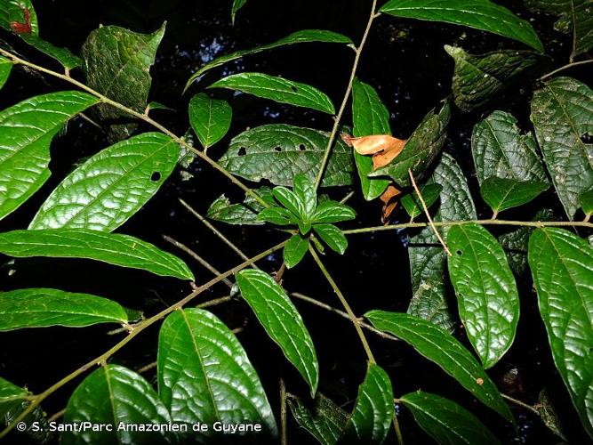 <i>Diospyros ropourea</i> B.Walln., 2000 © S. Sant/Parc Amazonien de Guyane