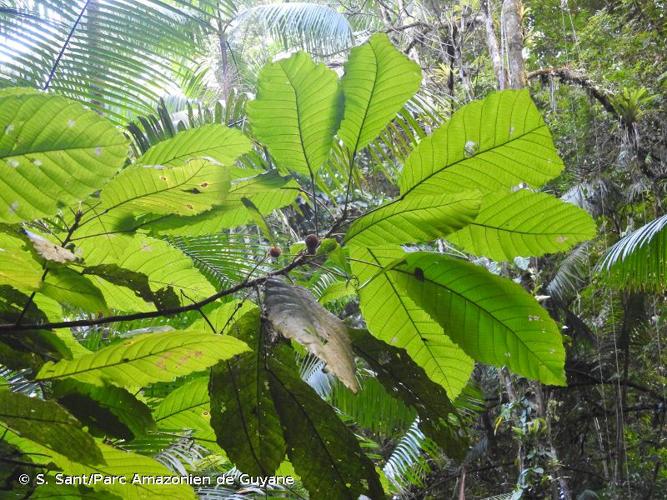 <i>Sloanea grandiflora</i> Sm., 1816 © S. Sant/Parc Amazonien de Guyane