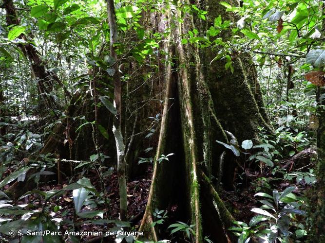 <i>Sloanea synandra</i> Spruce ex Benth., 1861 © S. Sant/Parc Amazonien de Guyane