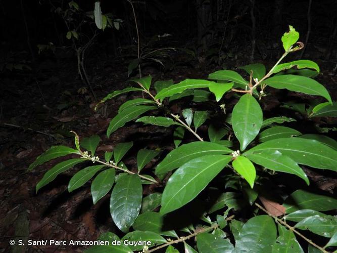 <i>Erythroxylum citrifolium</i> A.St.-Hil., 1829 © S. Sant/ Parc Amazonien de Guyane