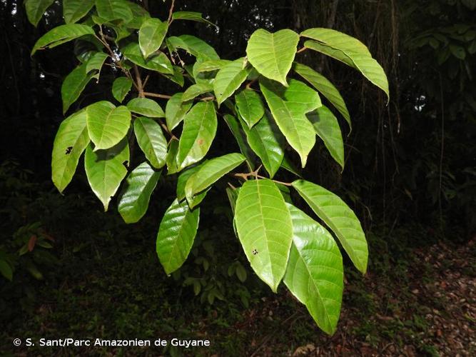 <i>Conceveiba guianensis</i> Aubl., 1775 © S. Sant/Parc Amazonien de Guyane