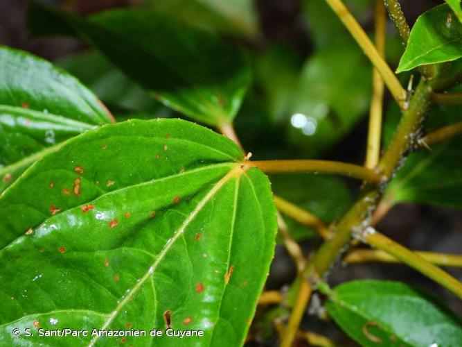 <i>Croton guianensis</i> Aubl., 1775 © S. Sant/Parc Amazonien de Guyane