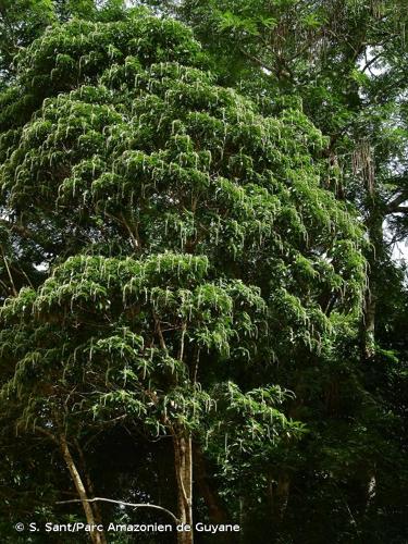 <i>Croton matourensis</i> Aubl., 1775 © S. Sant/Parc Amazonien de Guyane