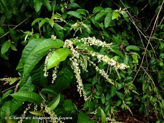 <i>Croton schiedeanus</i> Schltdl., 1846 © S. Sant/Parc Amazonien de Guyane