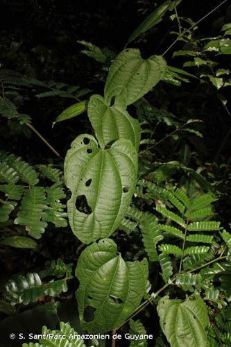 <i>Dalechampia heterobractea</i> Armbr., 1996 © S. Sant/Parc Amazonien de Guyane