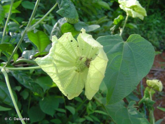 <i>Dalechampia tiliifolia</i> Lam., 1786 © C. Delnatte