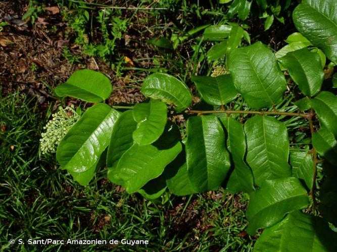 <i>Mabea taquari</i> Aubl., 1775 © S. Sant/Parc Amazonien de Guyane