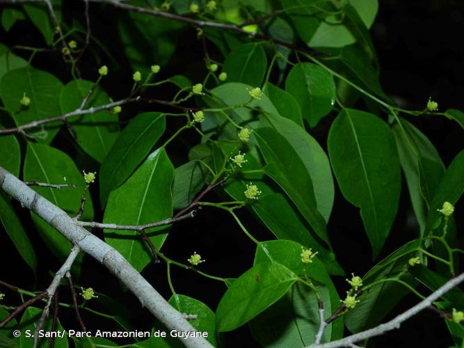 <i>Maprounea guianensis</i> Aubl., 1775 © S. Sant/ Parc Amazonien de Guyane