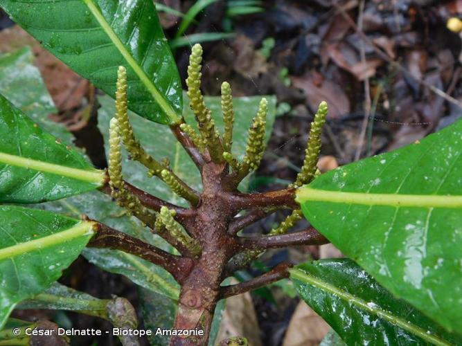 <i>Pausandra fordii</i> Secco, 1987 © César Delnatte - Biotope Amazonie