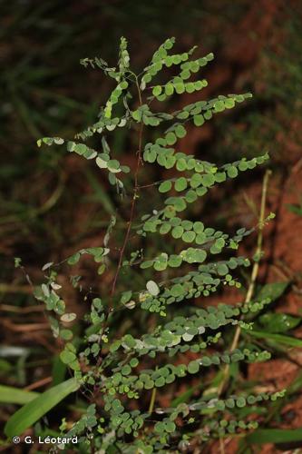 <i>Phyllanthus orbiculatus</i> Rich., 1792 © G. Léotard