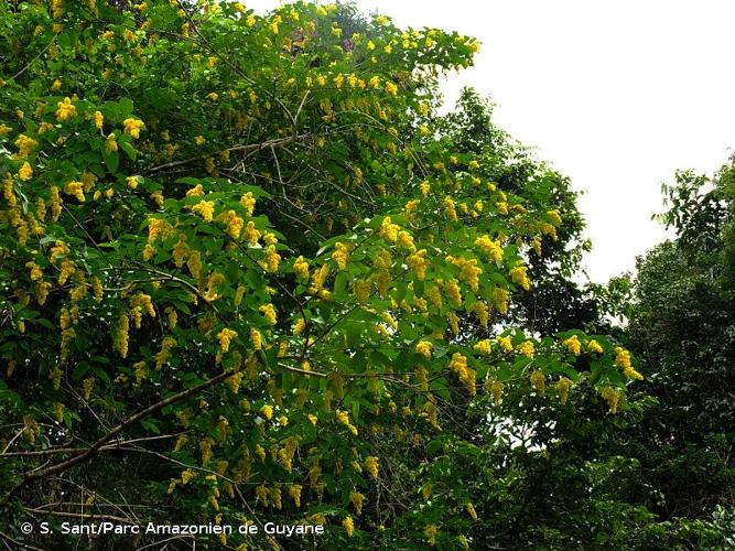 <i>Banara guianensis</i> Aubl., 1775 © S. Sant/Parc Amazonien de Guyane