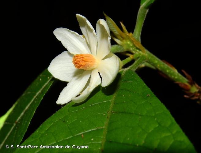 <i>Carpotroche crispidentata</i> Ducke, 1938 © S. Sant/Parc Amazonien de Guyane