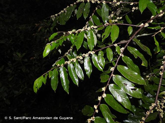 <i>Casearia pitumba</i> Sleumer, 1978 © S. Sant/Parc Amazonien de Guyane