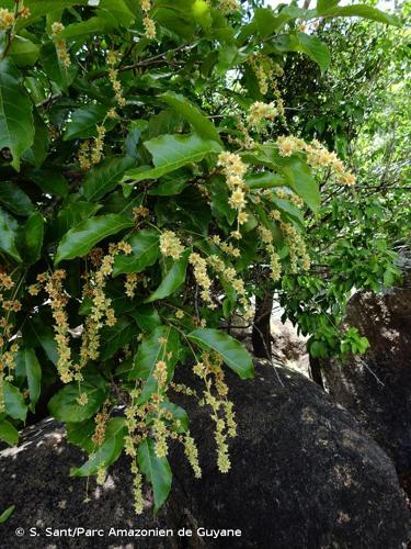 <i>Homalium guianense</i> (Aubl.) Oken, 1841 © S. Sant/Parc Amazonien de Guyane