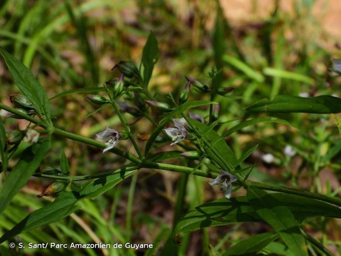 <i>Coutoubea ramosa</i> Aubl., 1775 © S. Sant/ Parc Amazonien de Guyane