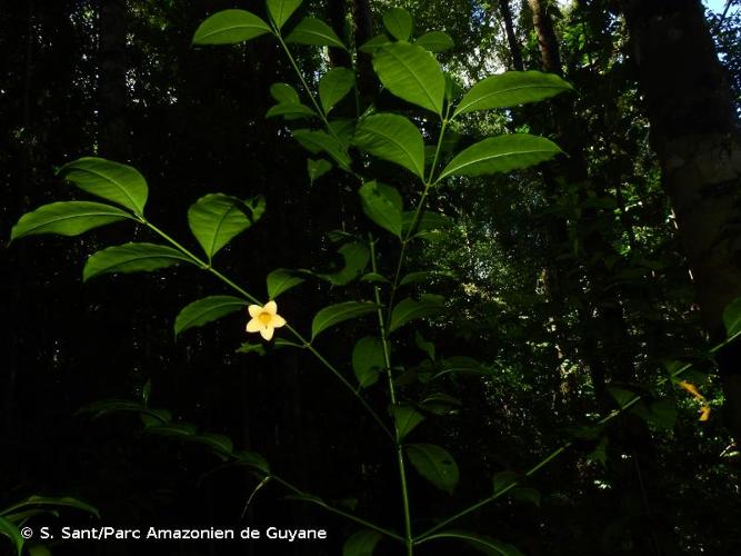 <i>Tachia grandiflora</i> Maguire & Weaver, 1975 © S. Sant/Parc Amazonien de Guyane