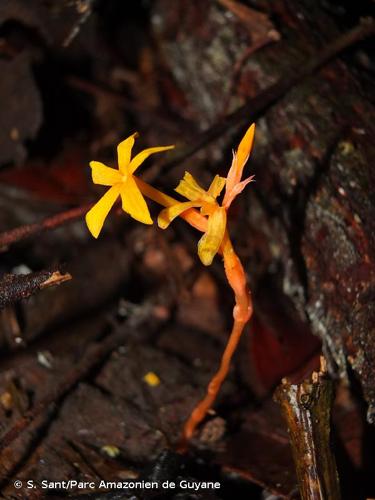 <i>Voyria aurantiaca</i> Splitg., 1840 © S. Sant/Parc Amazonien de Guyane