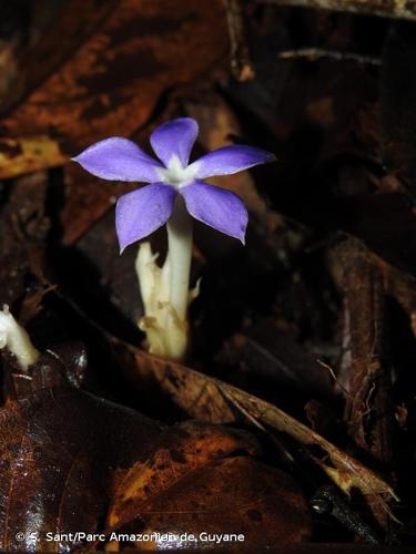 <i>Voyria caerulea</i> Aubl., 1775 © S. Sant/Parc Amazonien de Guyane