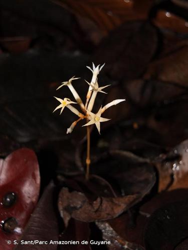 <i>Voyria corymbosa</i> Splitg., 1840 © S. Sant/Parc Amazonien de Guyane