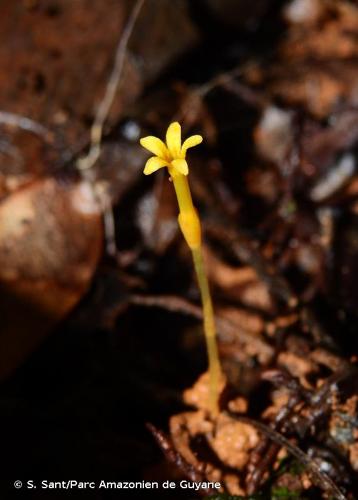 <i>Voyria flavescens</i> Griseb., 1845 © S. Sant/Parc Amazonien de Guyane