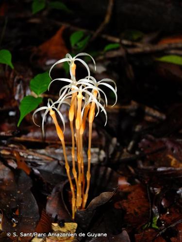 <i>Voyria tenuiflora</i> Griseb., 1845 © S. Sant/Parc Amazonien de Guyane