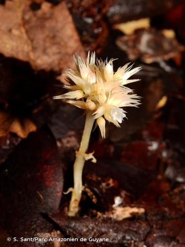 <i>Voyriella parviflora</i> (Miq.) Miq., 1851 © S. Sant/Parc Amazonien de Guyane