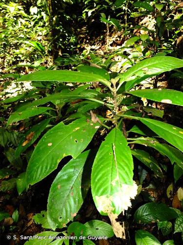 <i>Besleria flavovirens</i> Nees & Mart., 1823 © S. Sant/Parc Amazonien de Guyane