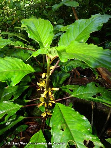 <i>Besleria insolita</i> C.V.Morton, 1935 © S. Sant/Parc Amazonien de Guyane