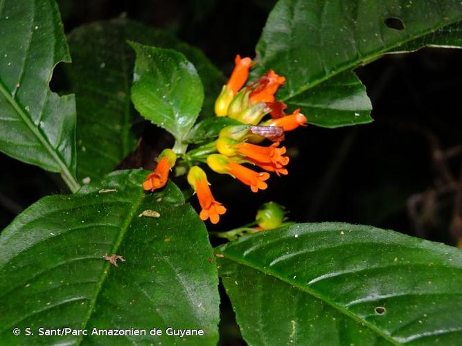 <i>Besleria patrisii</i> DC., 1839 © S. Sant/Parc Amazonien de Guyane